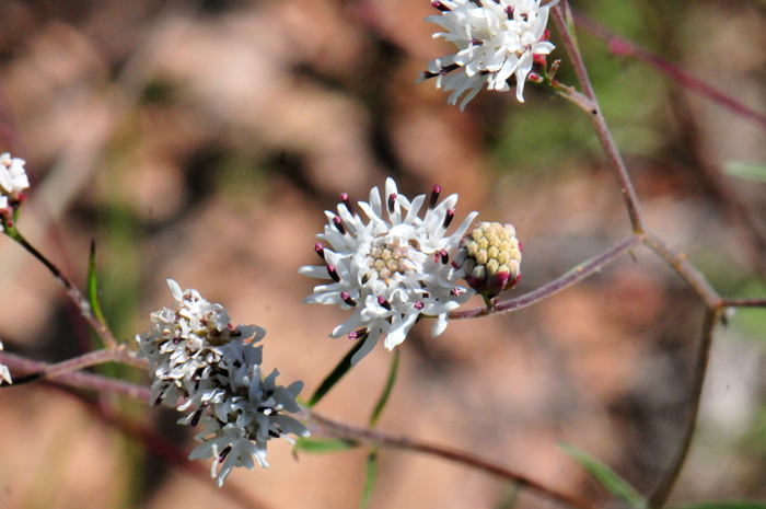 Wright’s Thimblehead flowers are only about ½ inch wide, note that the anthers are pinkish to purplish. Hymenothrix wrightii